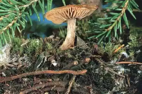 蘑菇与树的共生