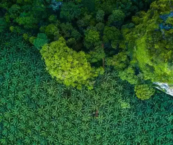 东南亚的棕榈种植园与森林的对比