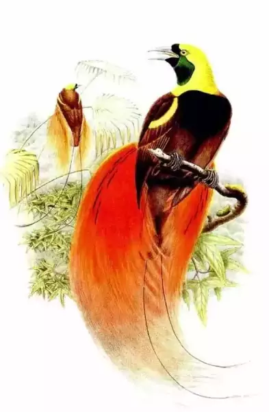 约翰·古尔德（John Gould）绘制的红羽极乐鸟（天堂鸟），原图出自古尔德所著《新几内亚和临近巴布亚群岛的鸟类》（The Birds of New Guinea and Adjacent Papuan Islands），转自[英]马克·凯茨比、约翰·古尔德等著，童孝华等译：《发现最美的鸟》，商务印书馆，2016年。