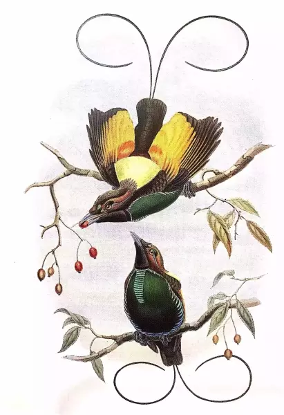 约翰·古尔德（John Gould）绘制的金翅天堂鸟，出处同上。