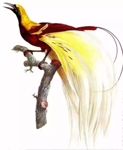 勒瓦扬绘制的翠绿小天堂鸟。勒瓦扬曾著《天堂鸟自然史》（1806年），是当时关于天堂鸟资料最为丰富的著作。图片转自[法]弗朗索瓦·勒瓦扬、[英]约翰·古尔德、[英]阿尔弗雷德·华莱士著，童孝华、连贯怡译：《寻芳天堂鸟》，北京大学出版社，2017年。