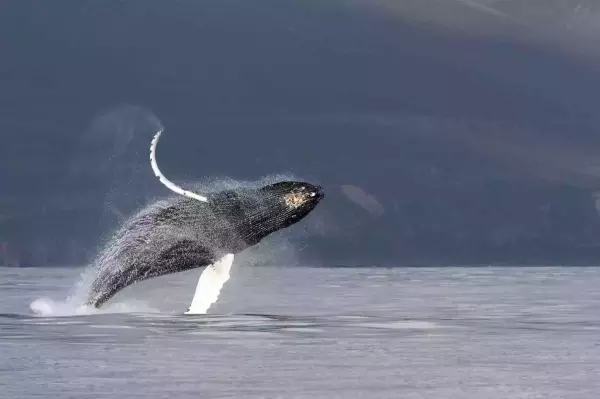 白令海峡中的鲸鱼