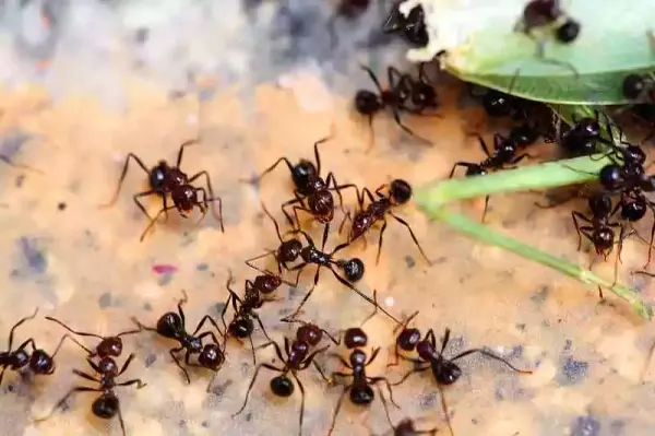 读《蚂蚁社会》：蝼蚁的帝国雄心