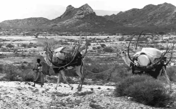 评《骆驼与轮子》：技术“退化”背后的征服者逻辑
